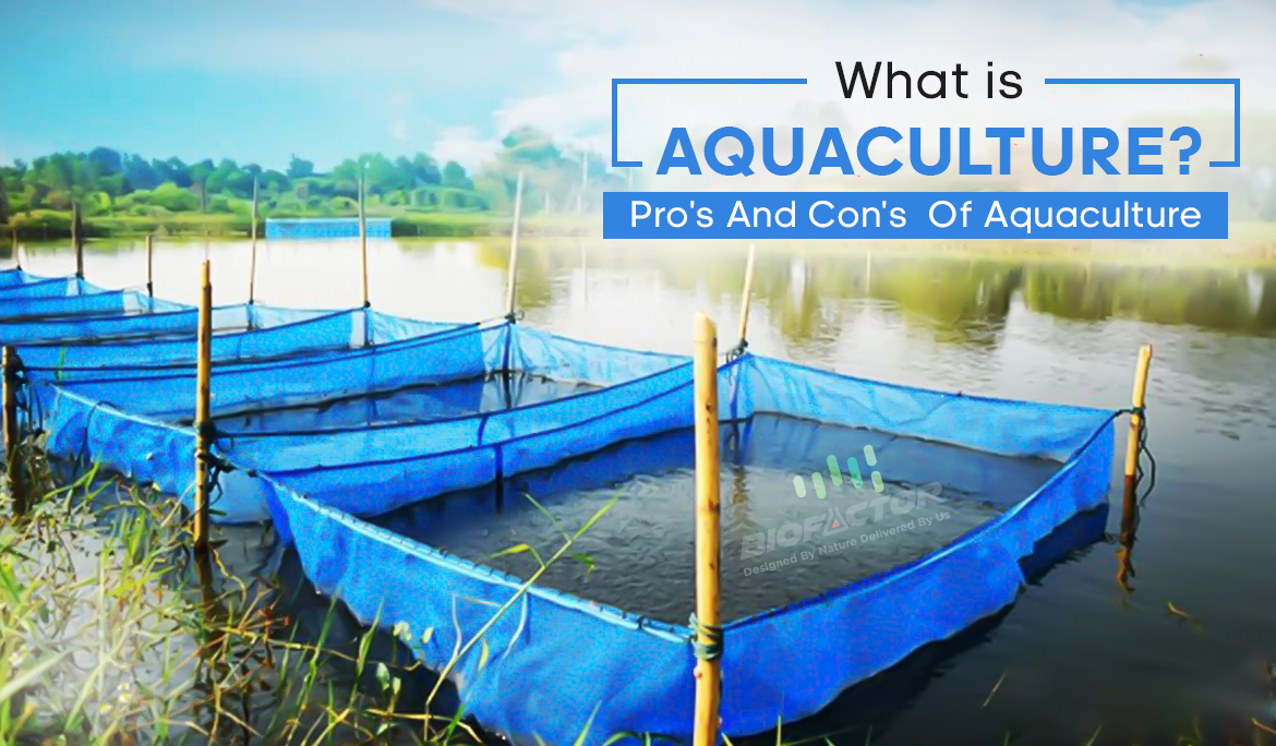 What is Aquaculture?Understanding Its Advantages and Disadvantages